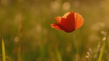 Fototapeta premium Single red poppy blooming in a golden meadow under sunset glow