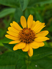 Single yellow perennial sunflower in bloom with green leaves