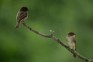 Eastern Phoebe pair on branch taken in central MN