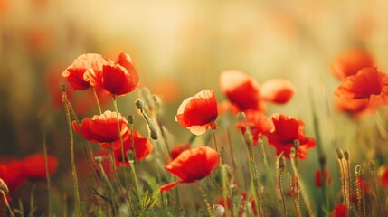 Fototapeta premium The bright red poppies glittered in the golden light of the sunset.