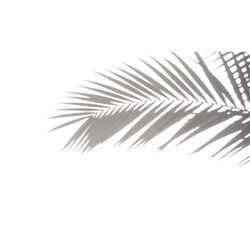 Tropical Foliage Shadow Overlay with Palm Branch Silhouette on transparent background PNG