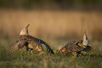 Sharp-tailed Grouse taken in Minnesota