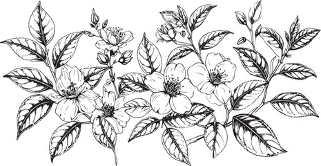 Fototapeta premium Hand-Drawn Tea Blossom Cluster