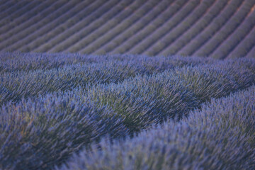 Vivid lavender fields stretch across the landscape under a serene sky, showcasing the beauty of nature's blooms during the golden hour