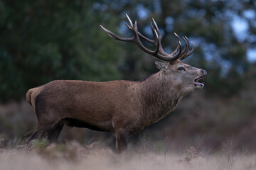 Red Deer (Cervus elaphus) bellowing for his hinds on a crisp Autumn day