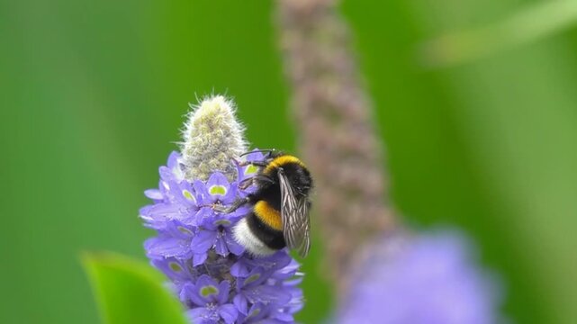 Bee beautiful bumblebee taking off flower in green aquatic plant background
