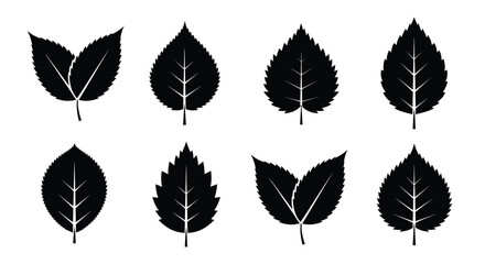 Isolated leaves showcase sharp edges and contrasting silhouettes against a clean white background