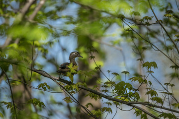 Obraz premium Wood Duck female in tree taken in southern MN in the wild