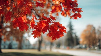 Vibrant red leaves in autumn sunlight.