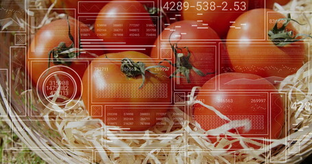 Displaying red vine tomatoes nestling on straw at rustic produce stand, with digital HUD overlays