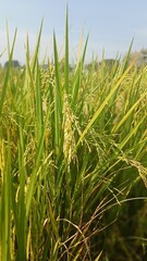 rice fields in Indonesia