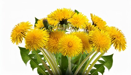 dandelion plant with yellow flowers isolated cutout on transparent