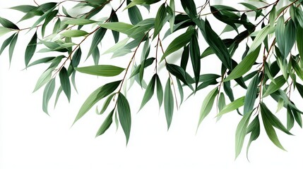 Hanging Green Leaves and Branches on White Background