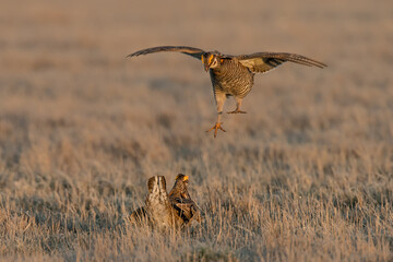 Greater Prairie Chicken males sparring taken in Minnesota