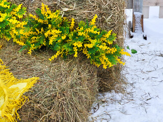 For Maslenitsa, hay bales with artificial yellow sunflowers and mimosas are placed on the snow.