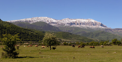 Cows graze at the foot of Mount Shahdag. Qusar district. Azerbaijan.