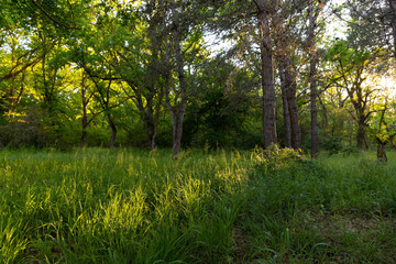 The first rays of the sun in the green forest.