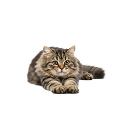 Naklejka premium Brown tabby cat lying down with a relaxed expression on white background 