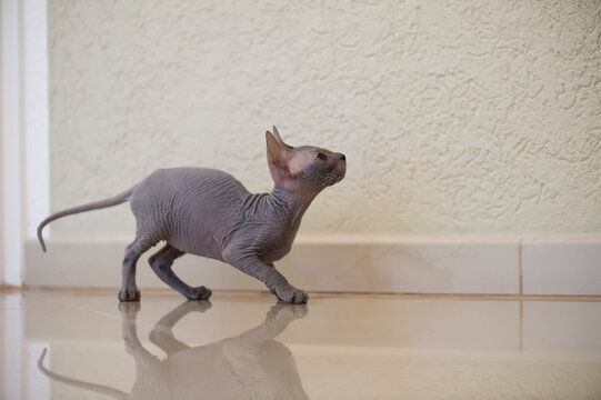 Neugieriges Don Sphynx K&auml;tzchen in seinem Zuhause