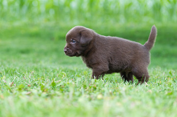Obraz premium Brauner Labrador Welpe auf der Wiese