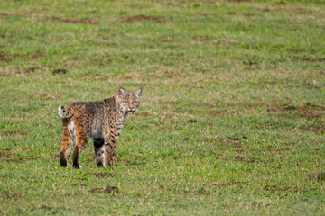 Bobcat taken in northern California