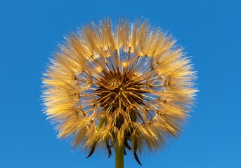 Naklejka premium Close-up of a dandelion seed head against a vibrant blue sky.
