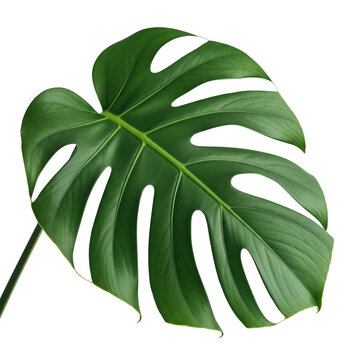 montera leaves isolated on white background