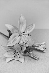 Schwarz-weiß Fotografie von blühenden Lilien © Heidi Bollich