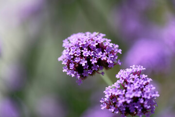 Close up. of Verbena bonariensis
