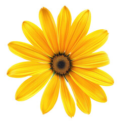 Obraz premium Close-up vibrant yellow flower (1)