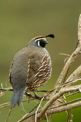 California Quail male taken in northern California
