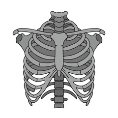 Vector illustration of x-ray with ribs flat style on white background, medical diagnostic