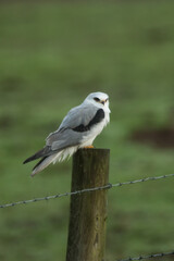 White-tailed Kite taken in northern California in the wild