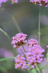 Close up. of Verbena bonariensis