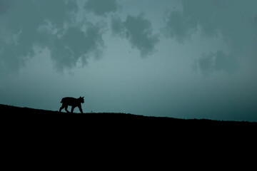 Bobcat taken in northern California in the wild
