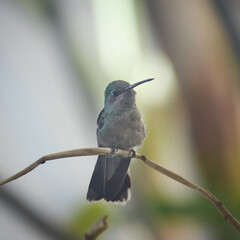 Colibrí mexicano, colibríes en libertad, aves mexicanas.