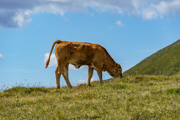 Sommer in kärnten in Österreich