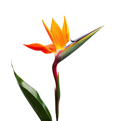 Vibrant bird of paradise flower close-up (1)