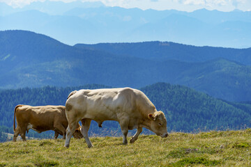 Obraz premium Sommer in kärnten in Österreich