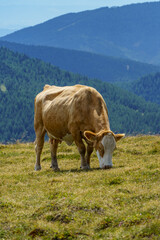 Sommer in k&auml;rnten in &Ouml;sterreich