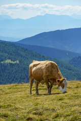 Sommer in kärnten in Österreich