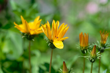 Calendula,  pot marigold (Calendula officinalis) in the garden