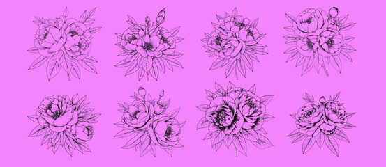 Peony Blossoms: Eight Elegant Line Art Illustrations of Peonies, showcasing detailed petals and leaves against a vibrant purple backdrop.