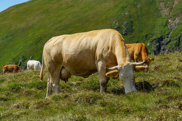 Fototapeta premium Sommer in kärnten in Österreich
