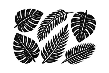 Silhouette tropical leaves Monstera palm fronds on leaf plant