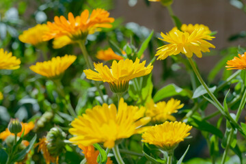 Calendula,  pot marigold (Calendula officinalis) in the garden
