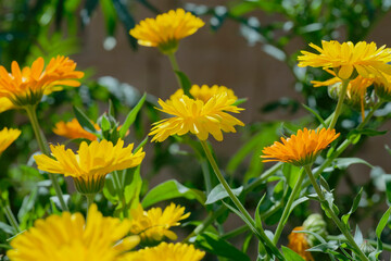 Calendula,  pot marigold (Calendula officinalis) in the garden