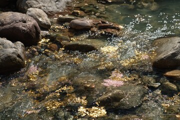 Clear stream with rocks and gold-brown algae