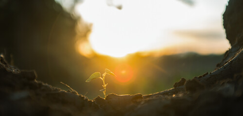 small trees, fresh green, natural planting concept.