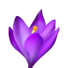 Beautiful realistic purple crocus flower isolated on white. Perfect for spring designs, floral decor, botanical themes, Easter, greeting cards, cosmetics, and seasonal illustrations